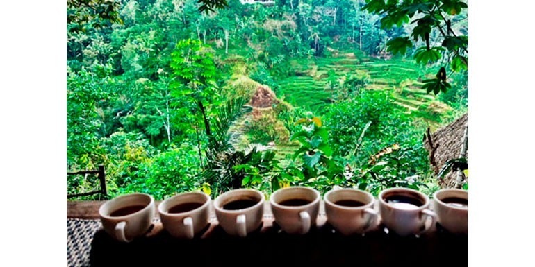 Indonesian coffee and its process Giling Basah or wet threshing