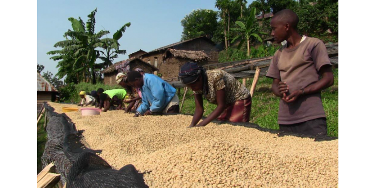 Coffee from Congo Bourbon Kivu, a jewel among the Premium African coffees