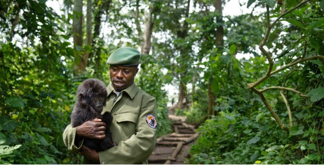 Reserva de goril·les al costat de les plantacions de cafè del Congo